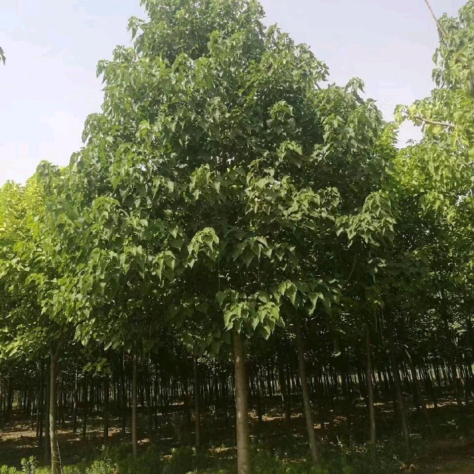 界首市聚盛生态农业发展有限公司