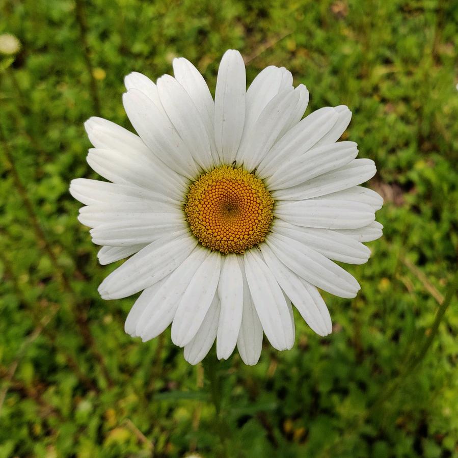 麦子