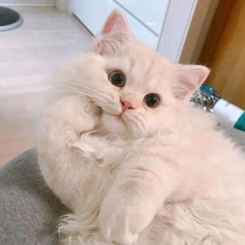 云鲸宠物用品专营店