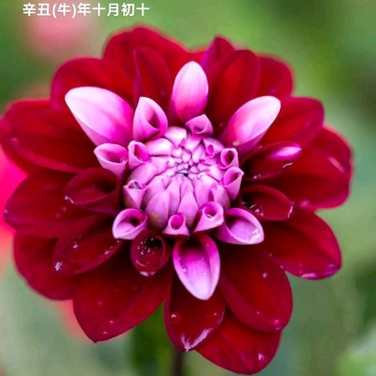 财务总监@……何阚清真