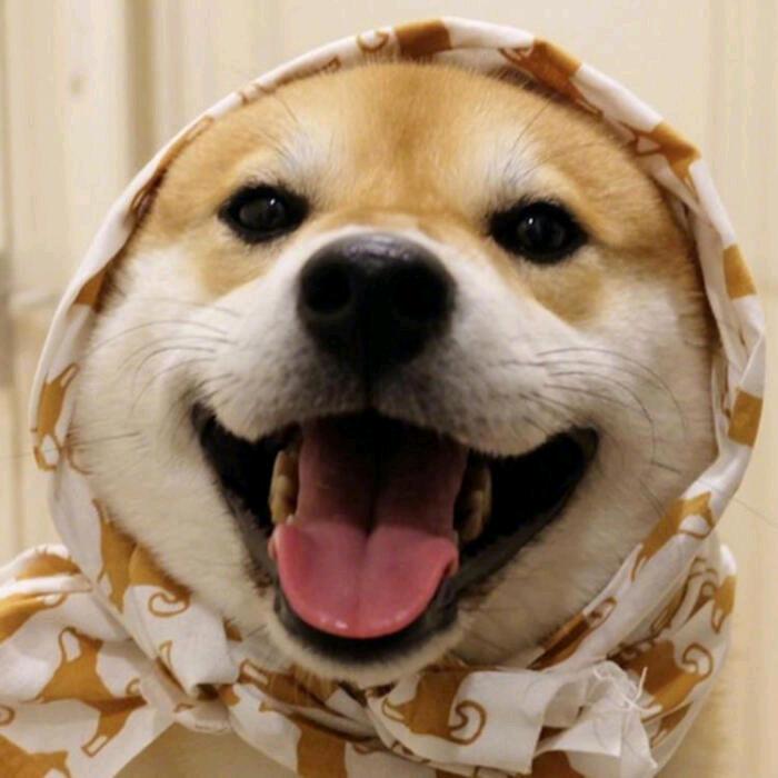 柴来了