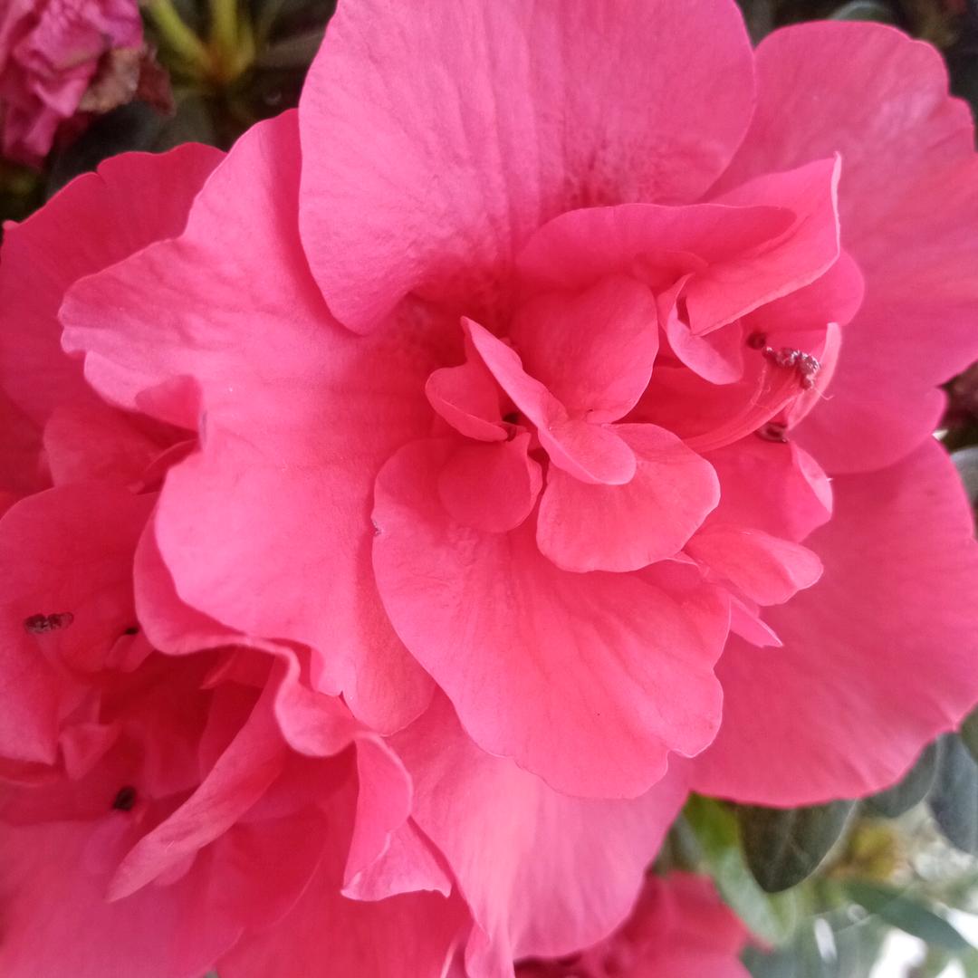 🌸辰辰奶奶🌹