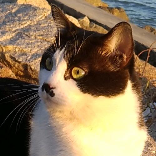 黑鼻子漂泊猫