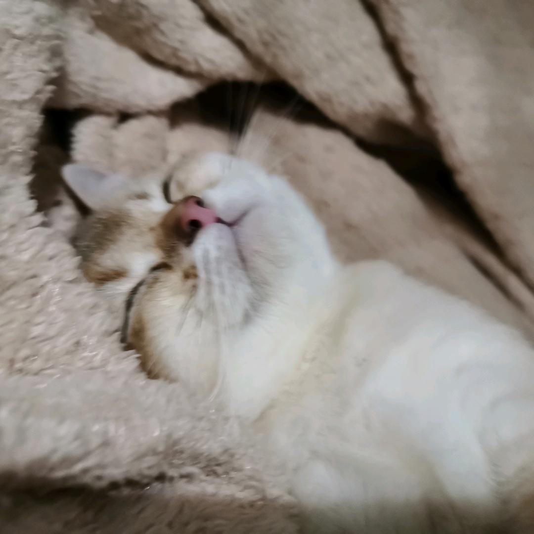肉丝