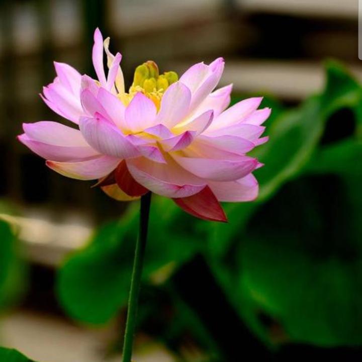贵州花一朵