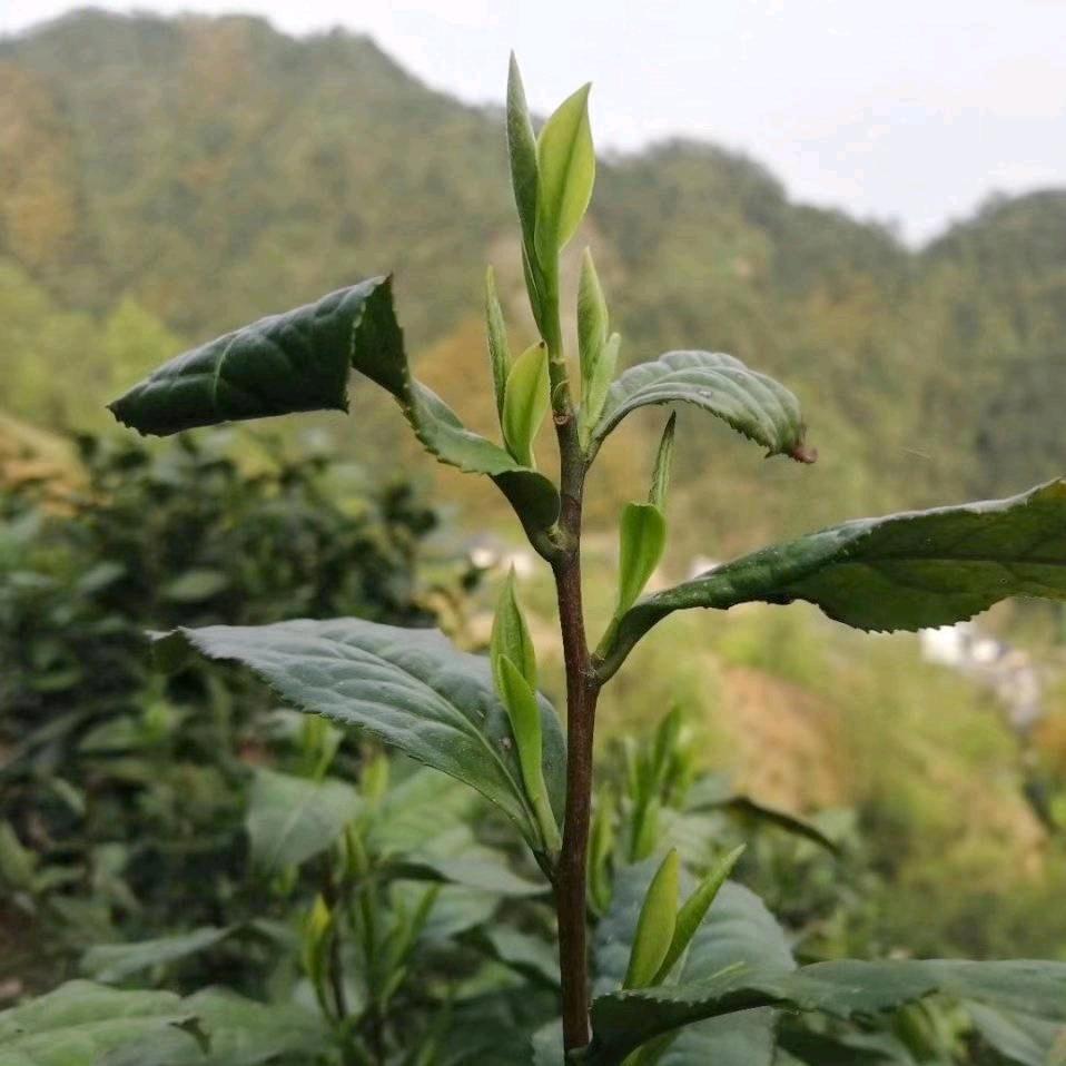 徽州绿茶(大谷运岱岭南云尖)