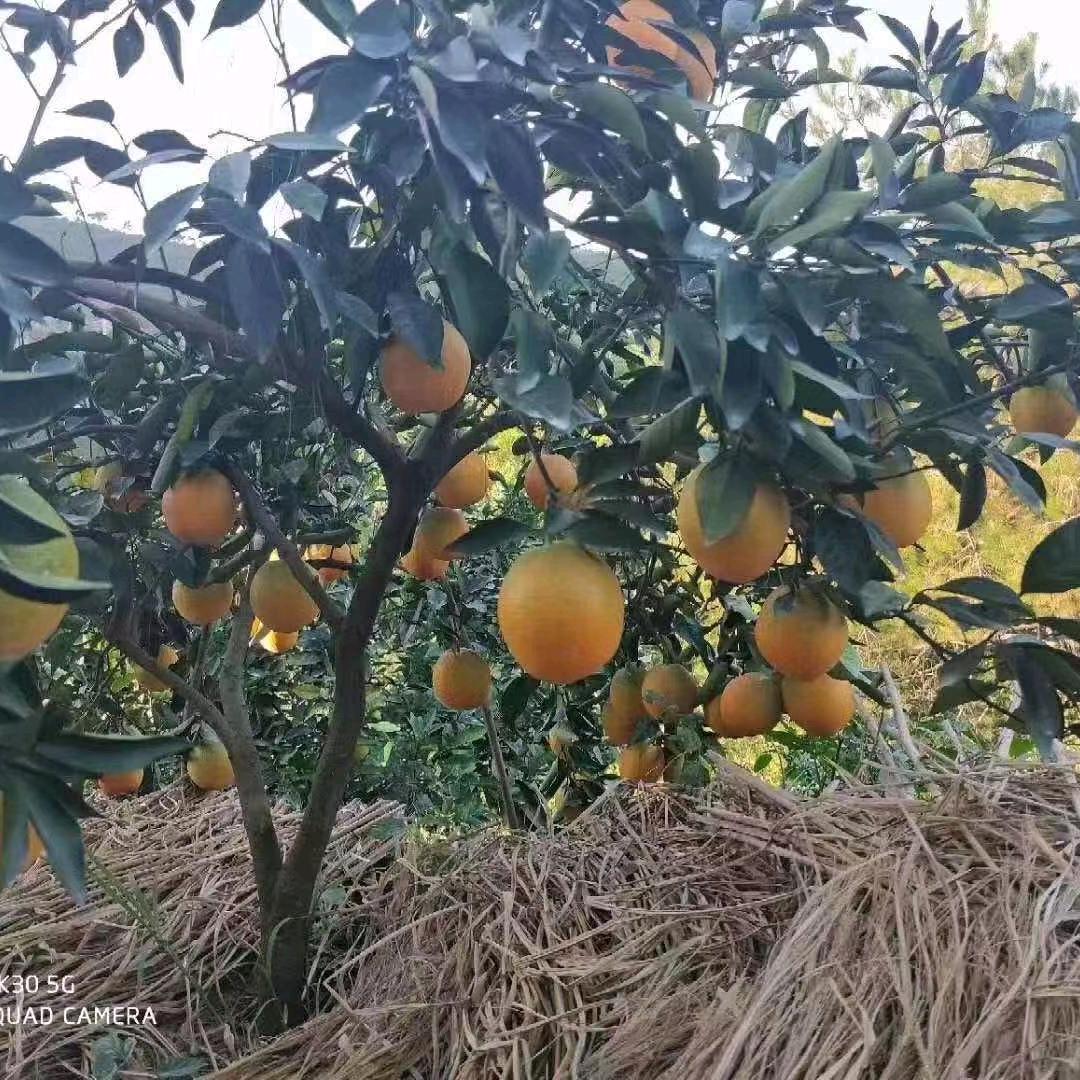 太难