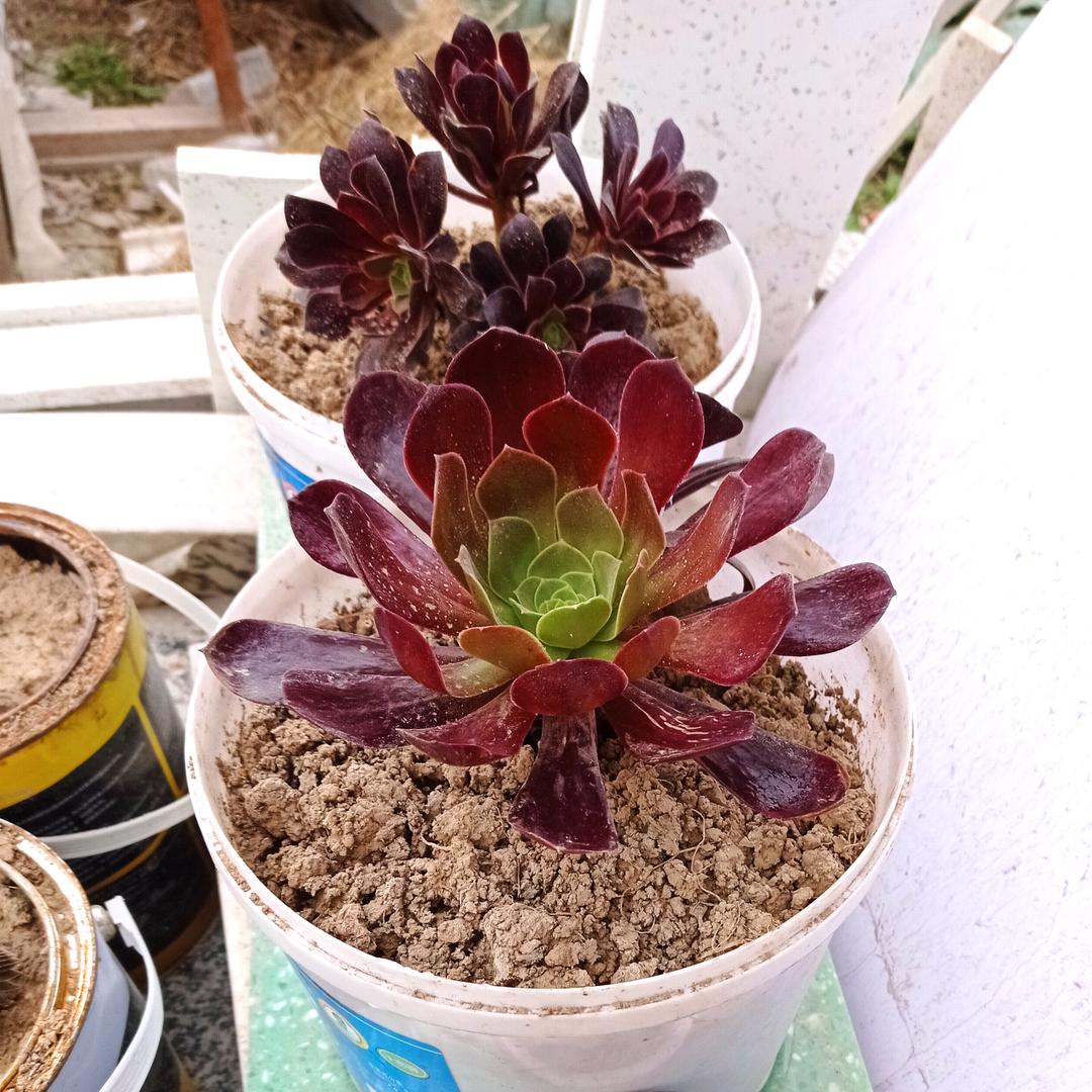 💜💛喜乐💛💜