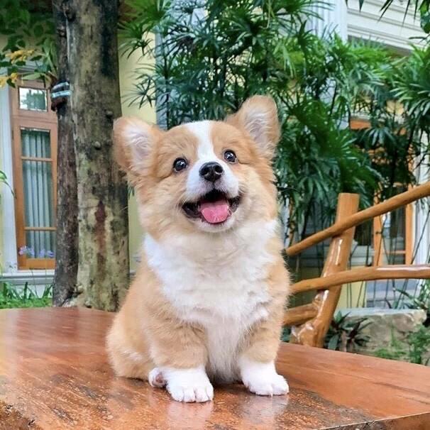 阿嘉德特皮
