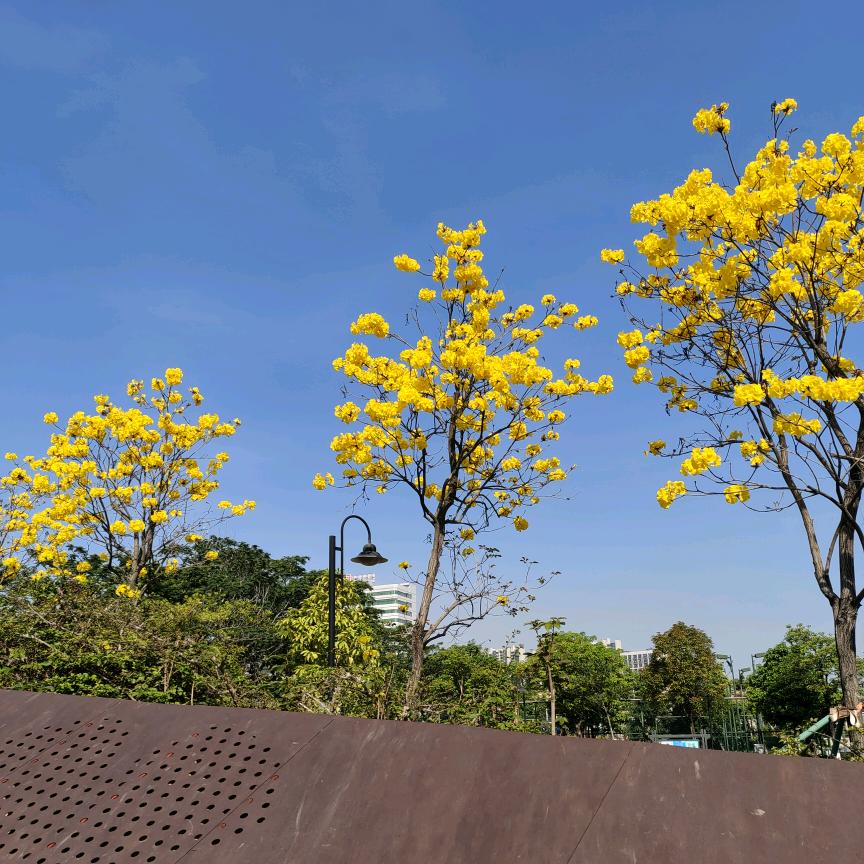 清新脱俗🌺