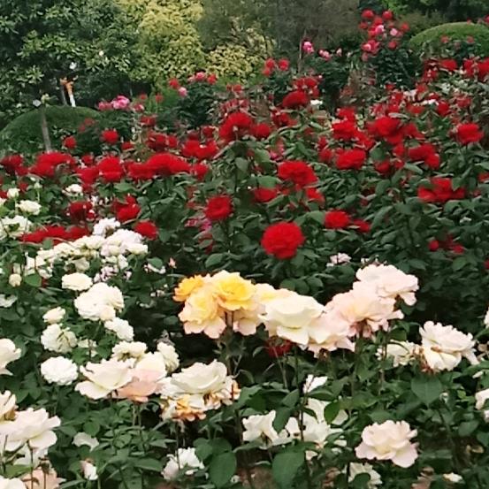 劉哥在张家港收门窗包拆三轮出租