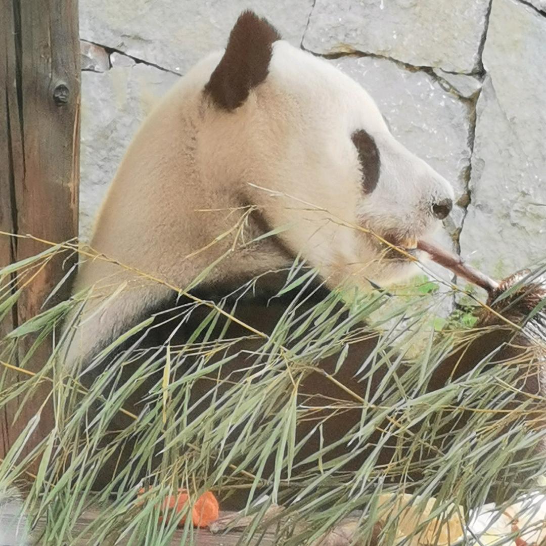 小旺虎