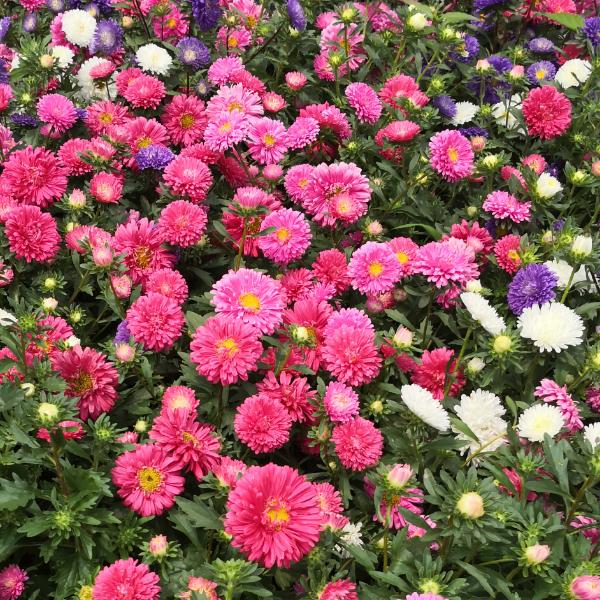 苹果