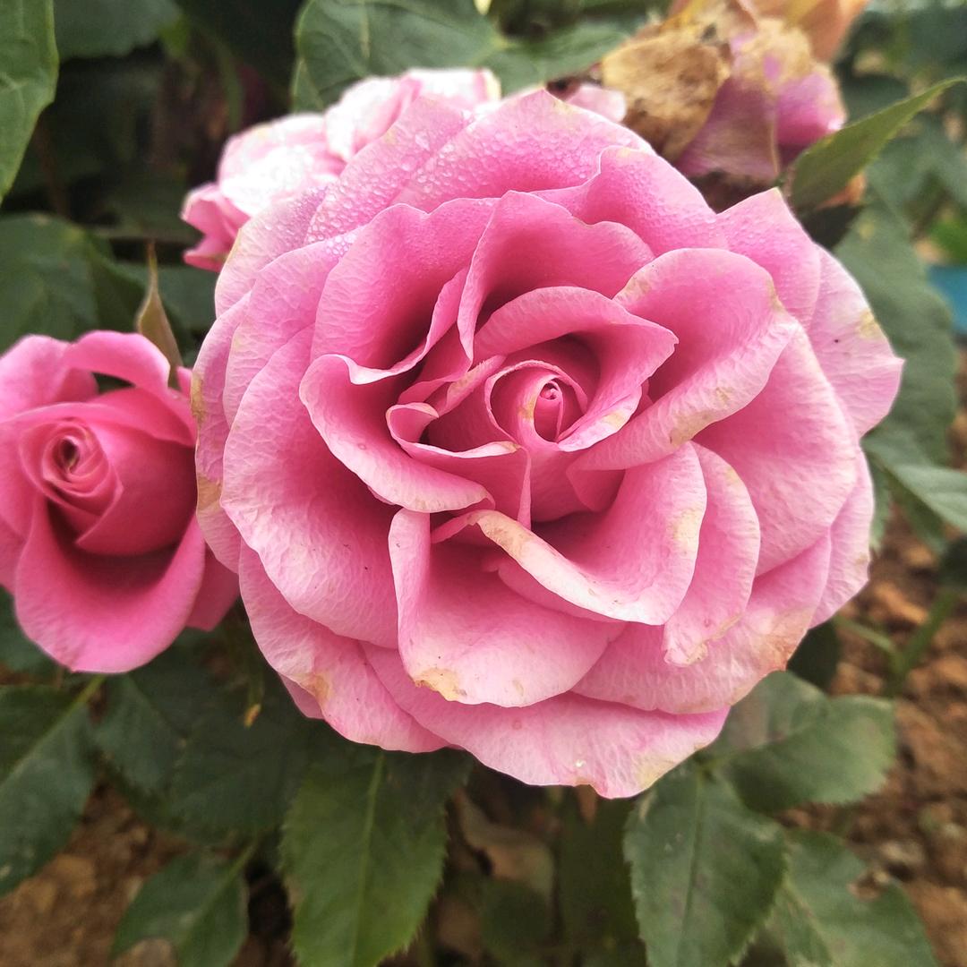梅花泪