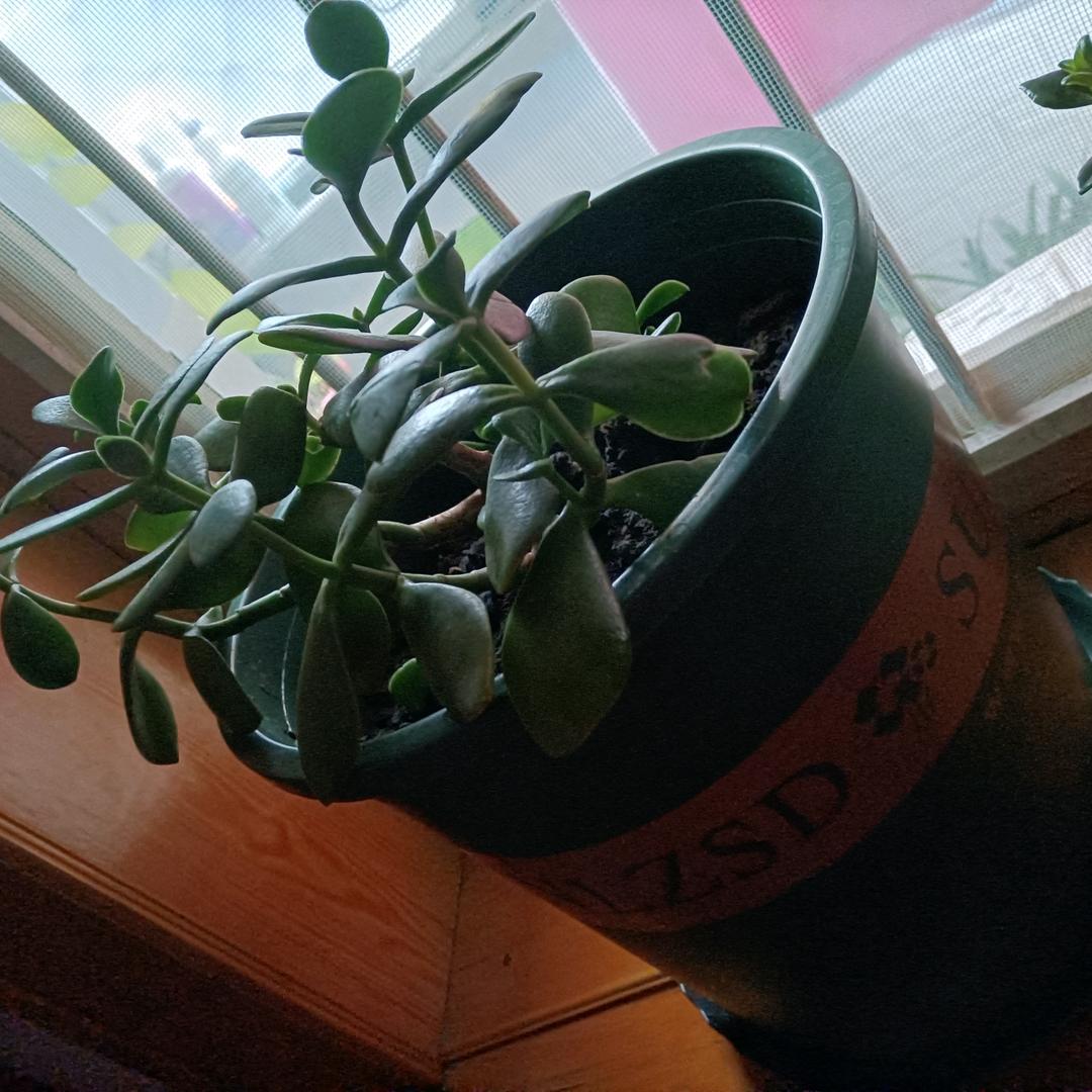 愿钞票像风一样吹向我。