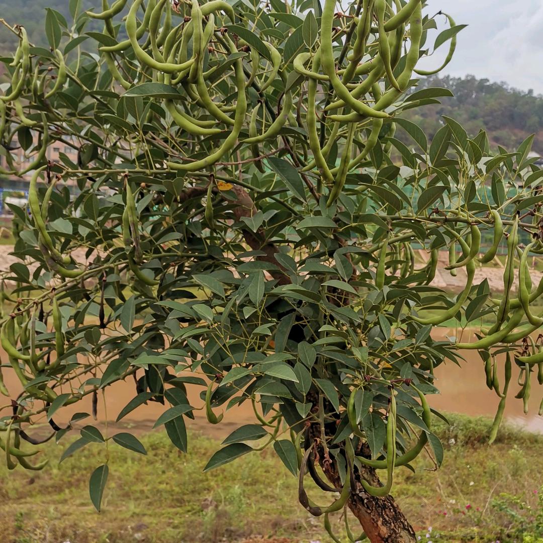 小李