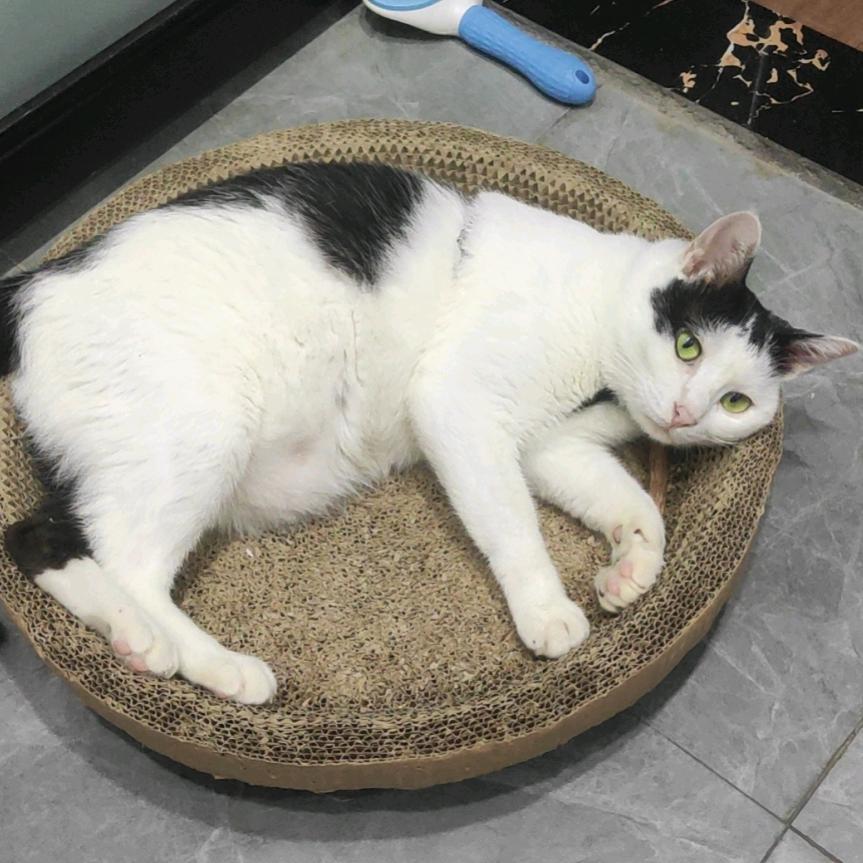 广州老C傅🏍️卡窿绝张先生