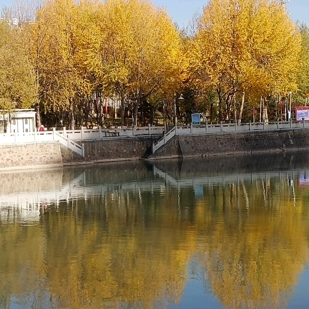 金钱树