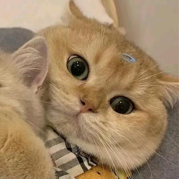 不吃番茄了