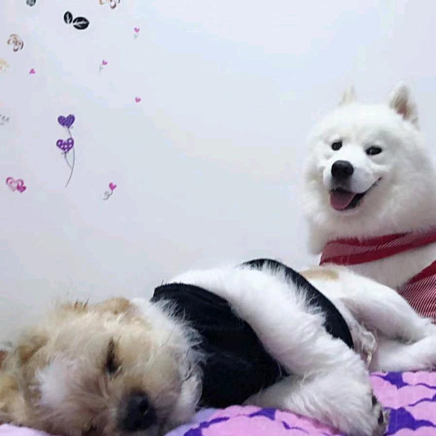紫風