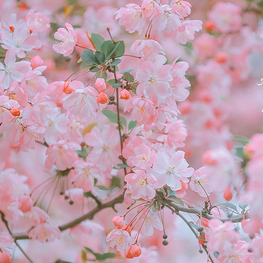 烟波里的棠