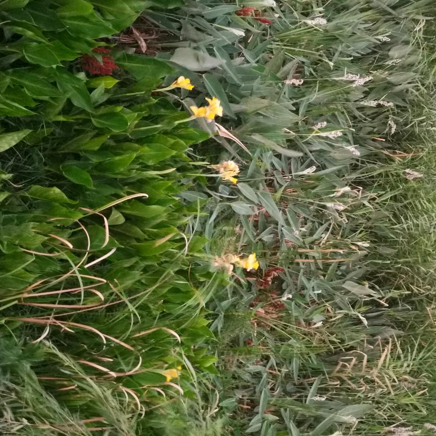 土乡味
