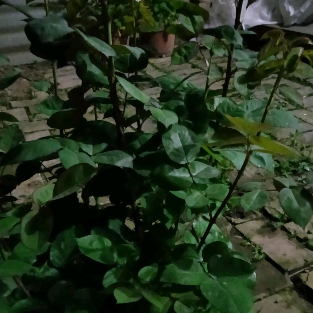 ‘金色年花