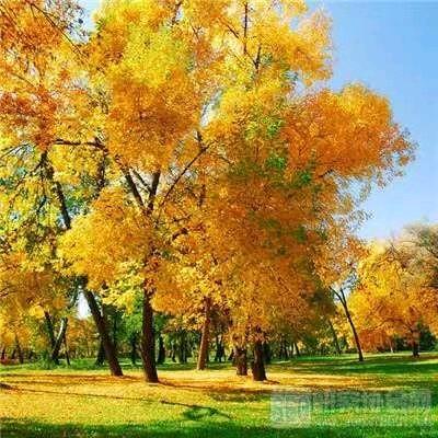 💞ღ᭄秋天的枫叶᭄🍁💞