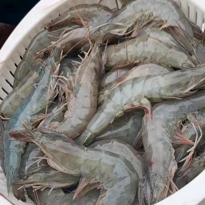 🦐富鑫虾业🦐