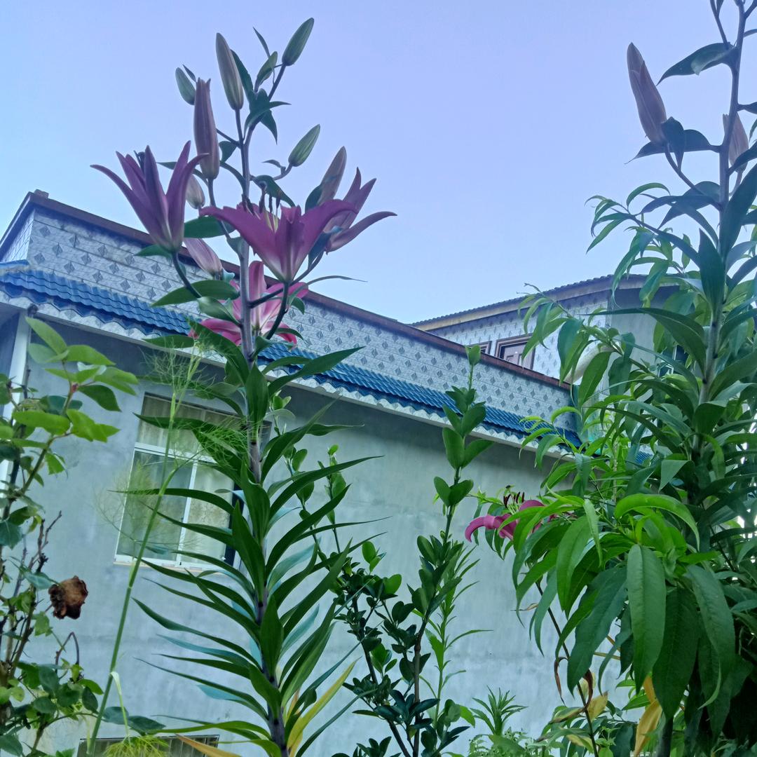 我是一个爱玩抖音无知识的女人