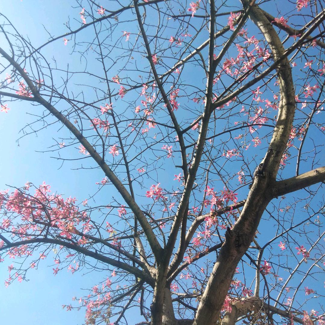 顺其自然 平平安安