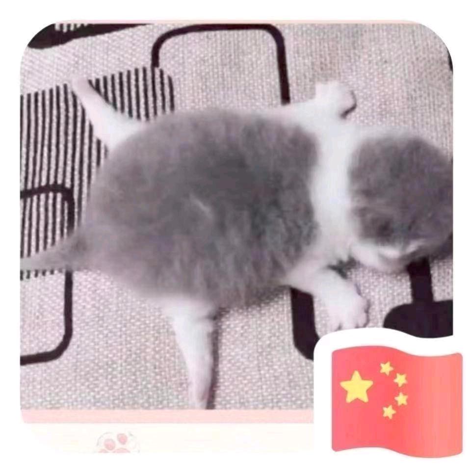 小猫仔