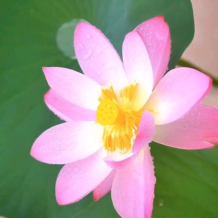 爱丸