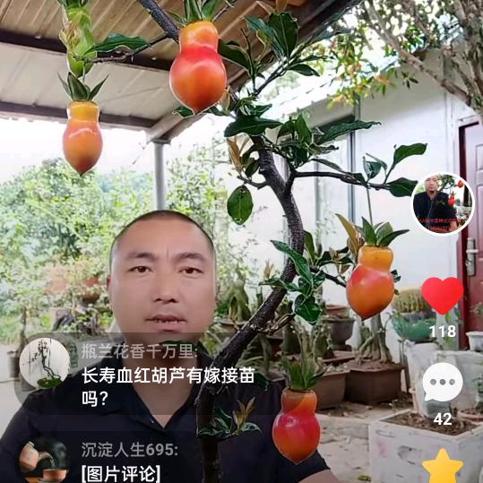 金弹子长寿葫芦原产地