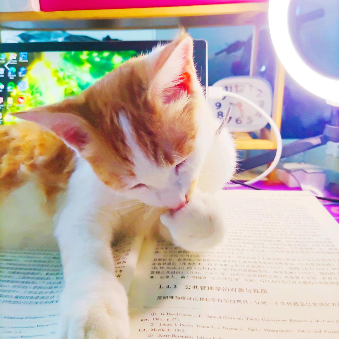 小奶猫