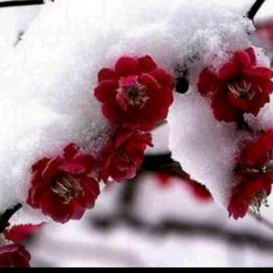 梅花香自苦寒来