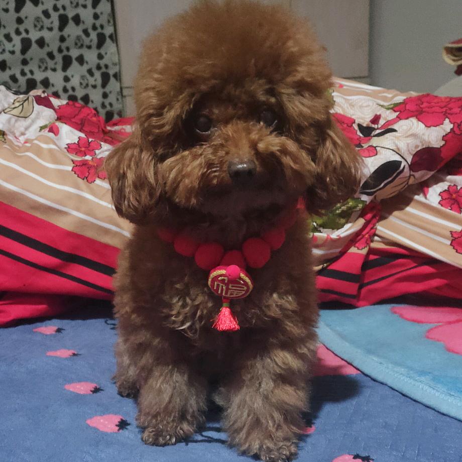 球球的生活记录✔