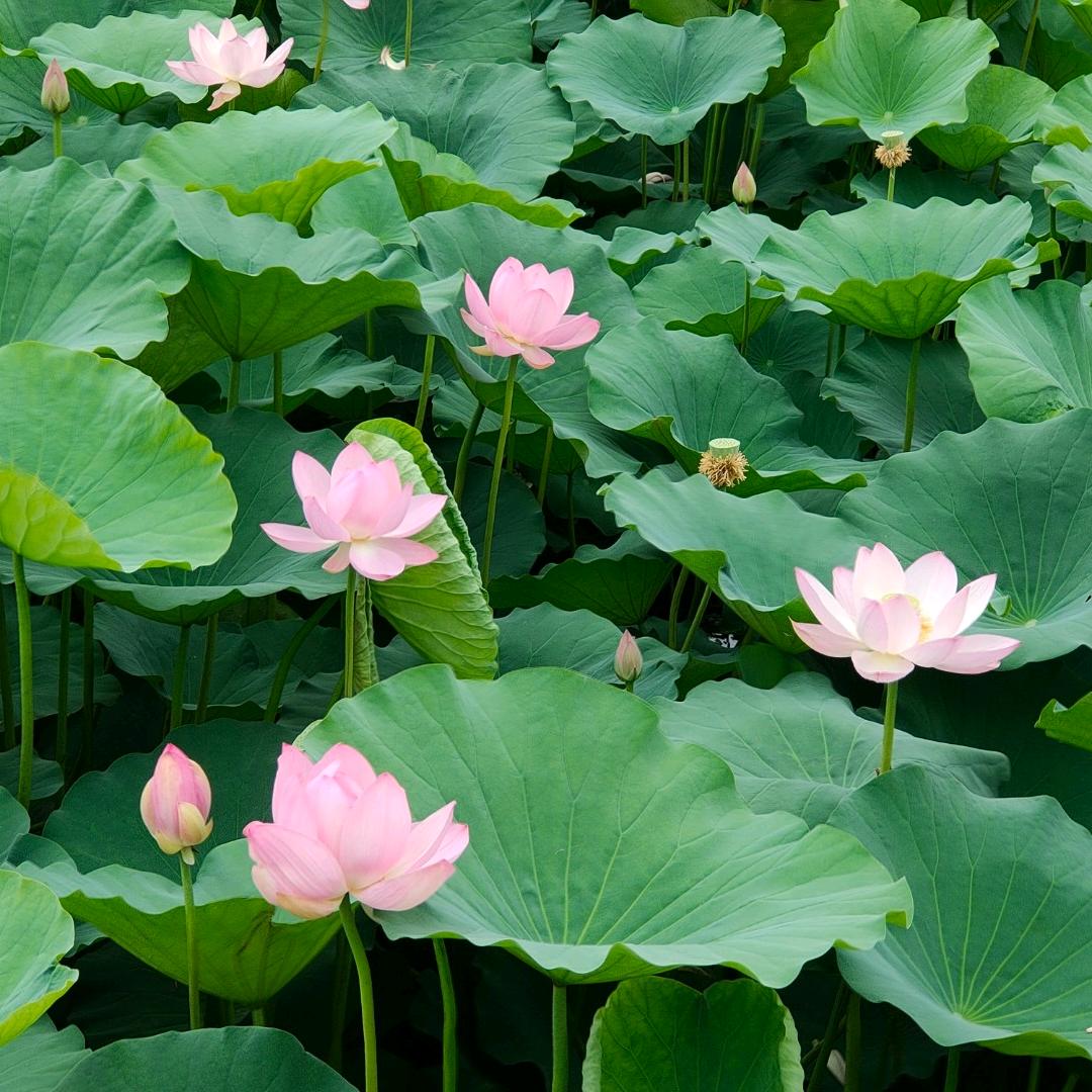 蹴(CU)子猫🐱🐱