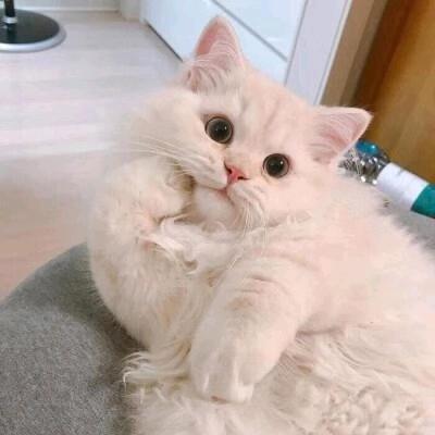 佳佳