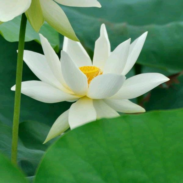 旁听若水