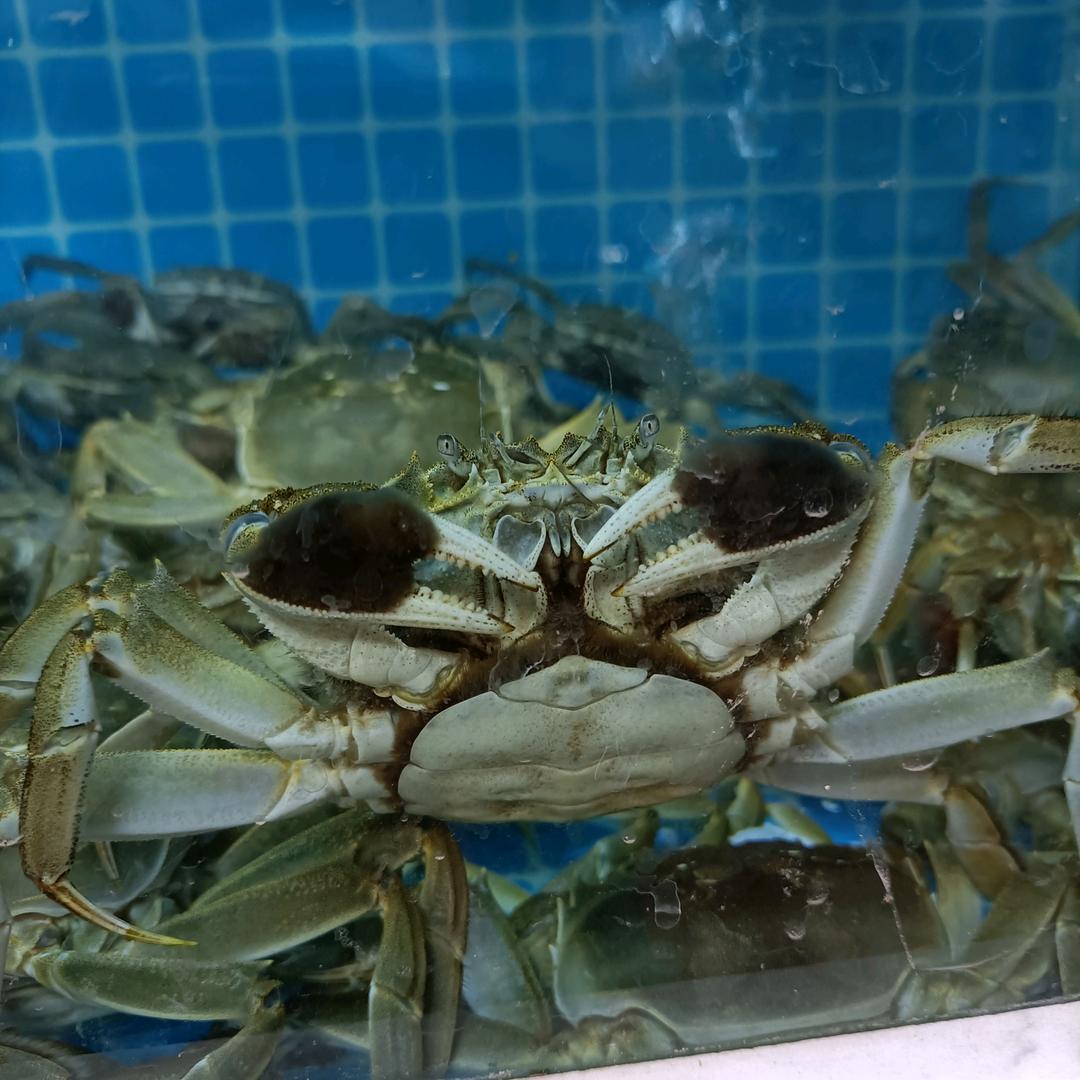 刘三哥