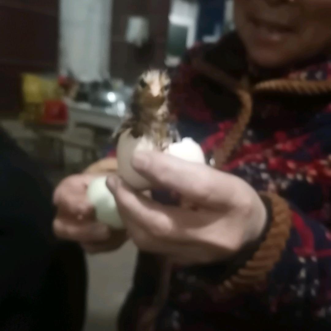 幸福↪️杨↩️懿‼️与👉陈👈相伴