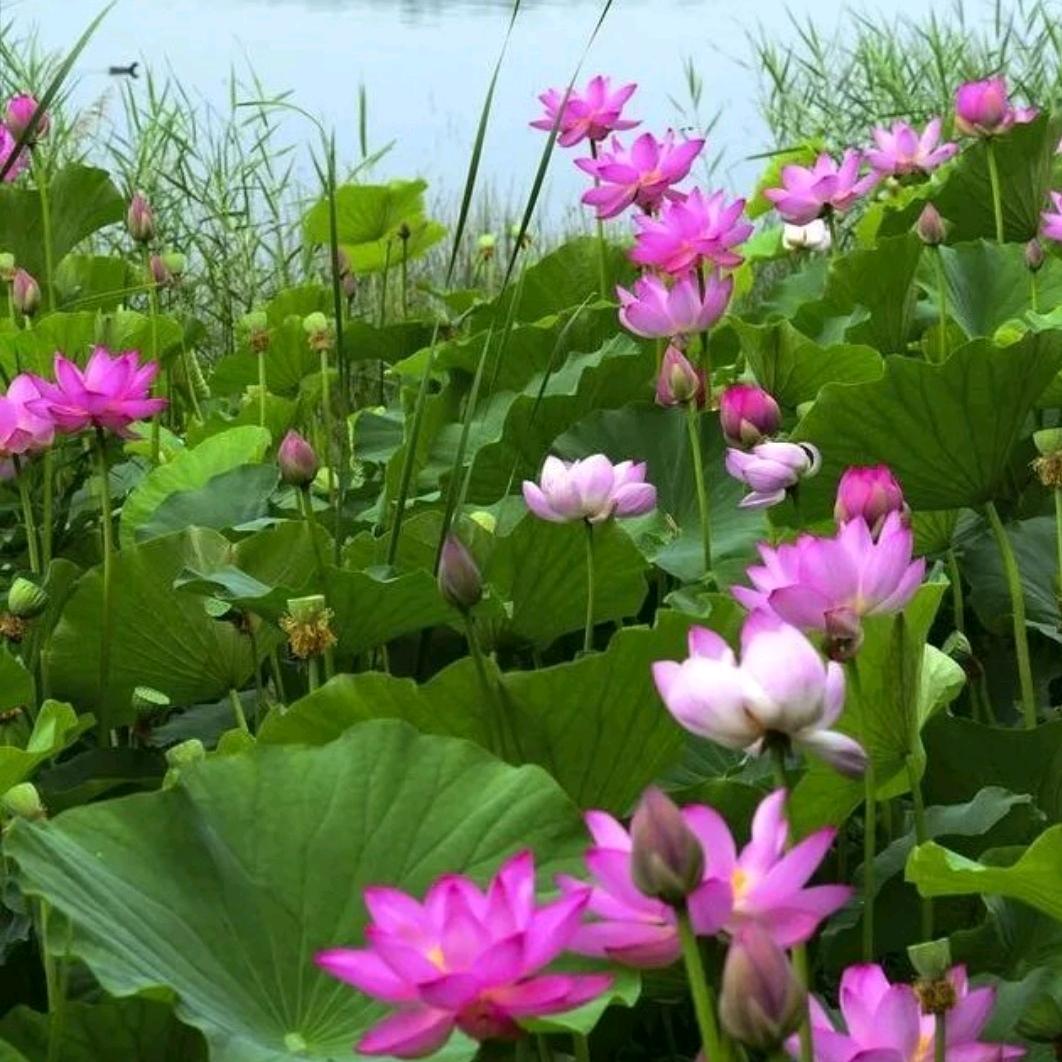 彩虹（首播14点20）