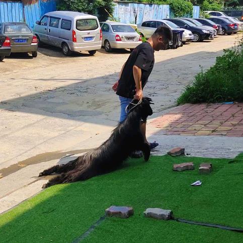 正宗老伟沂源大锅全羊(总店)官方号