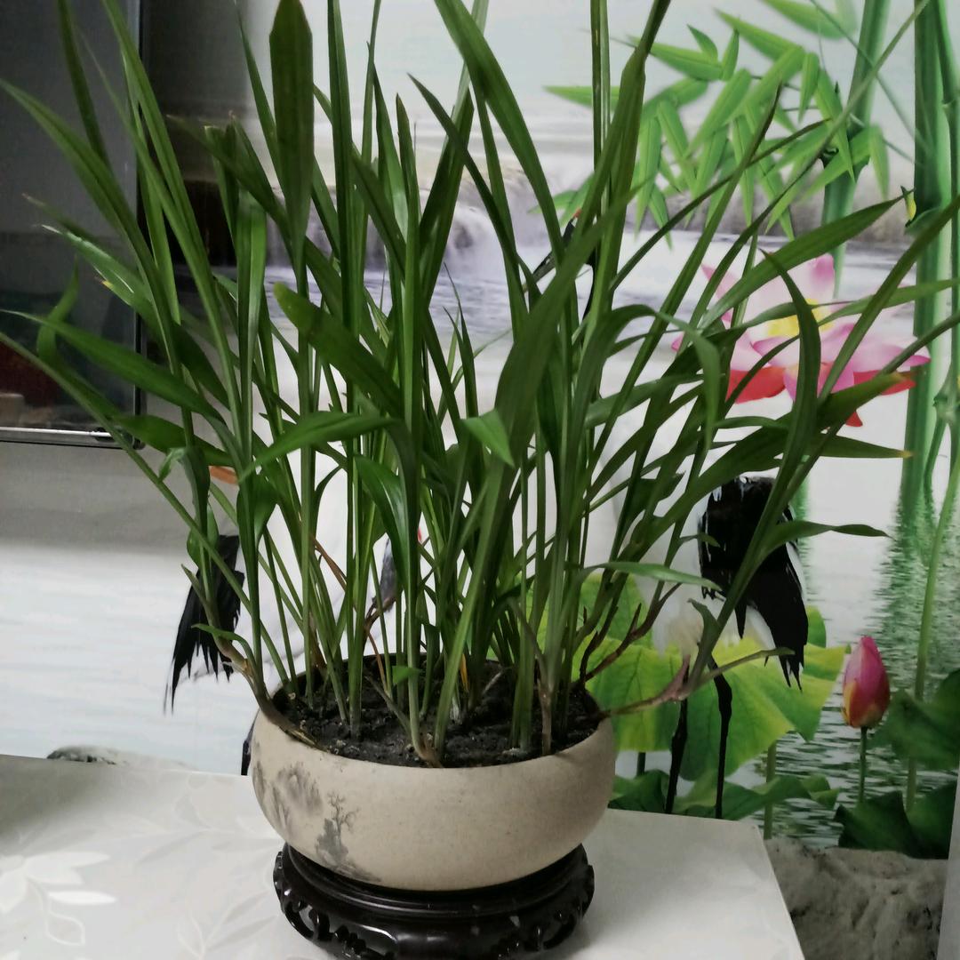 🌴风雨🌾踏梦行