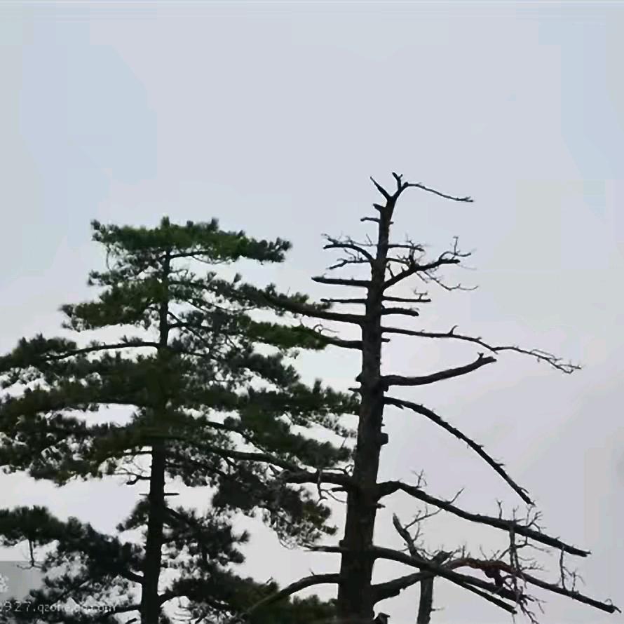 伟什么