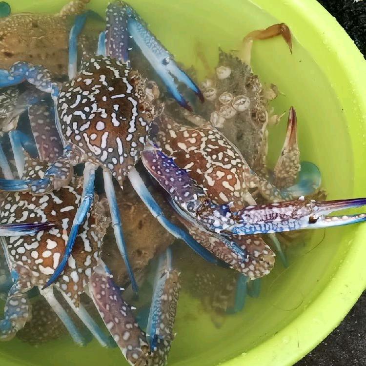 柯林槟