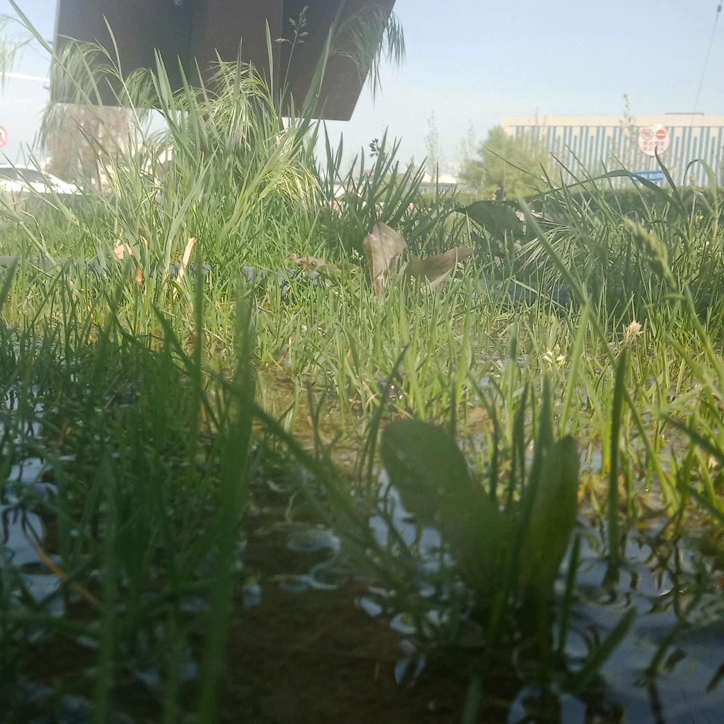 卖姑娘的小火柴