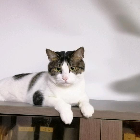 养只猫就会觉得快乐了