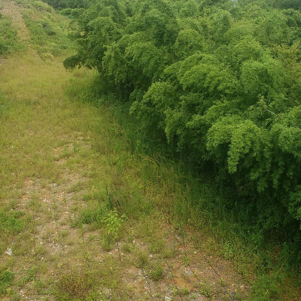 希望在明天